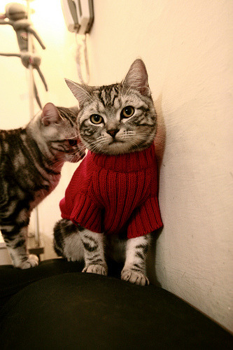 运动员心理辅导服务体系,运动员心理辅导服务体系有哪些