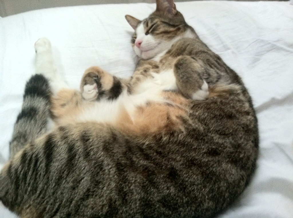 “成都滑轮赛场：谁将成为滑轮运动的新王者？”