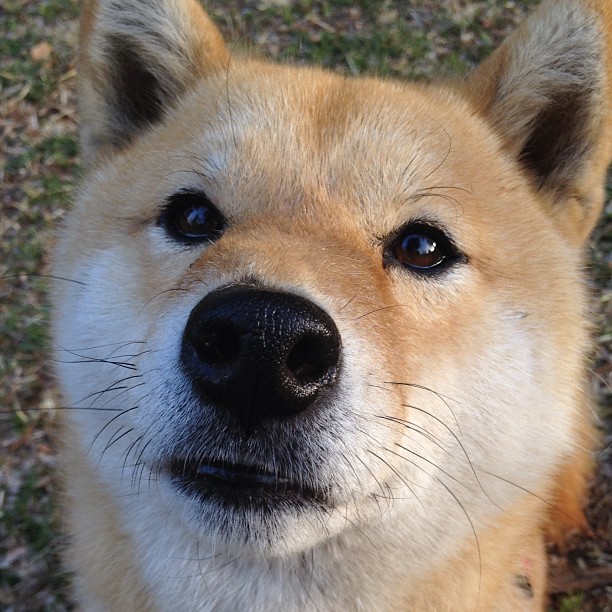 博卡青年核心前锋受困于盯防难觅良机，博卡青年培养出的球星