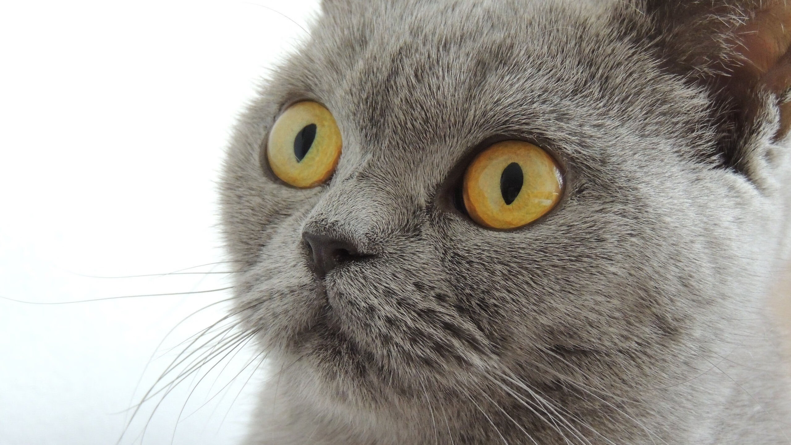 德国队自由泳表现小幅提升,德国游泳水平如何