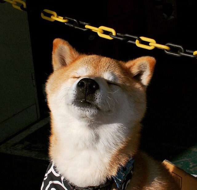 澳大利亚队的表现与未来展望：国际乒联混合团体世界杯分析，国际乒联澳大利亚公开赛