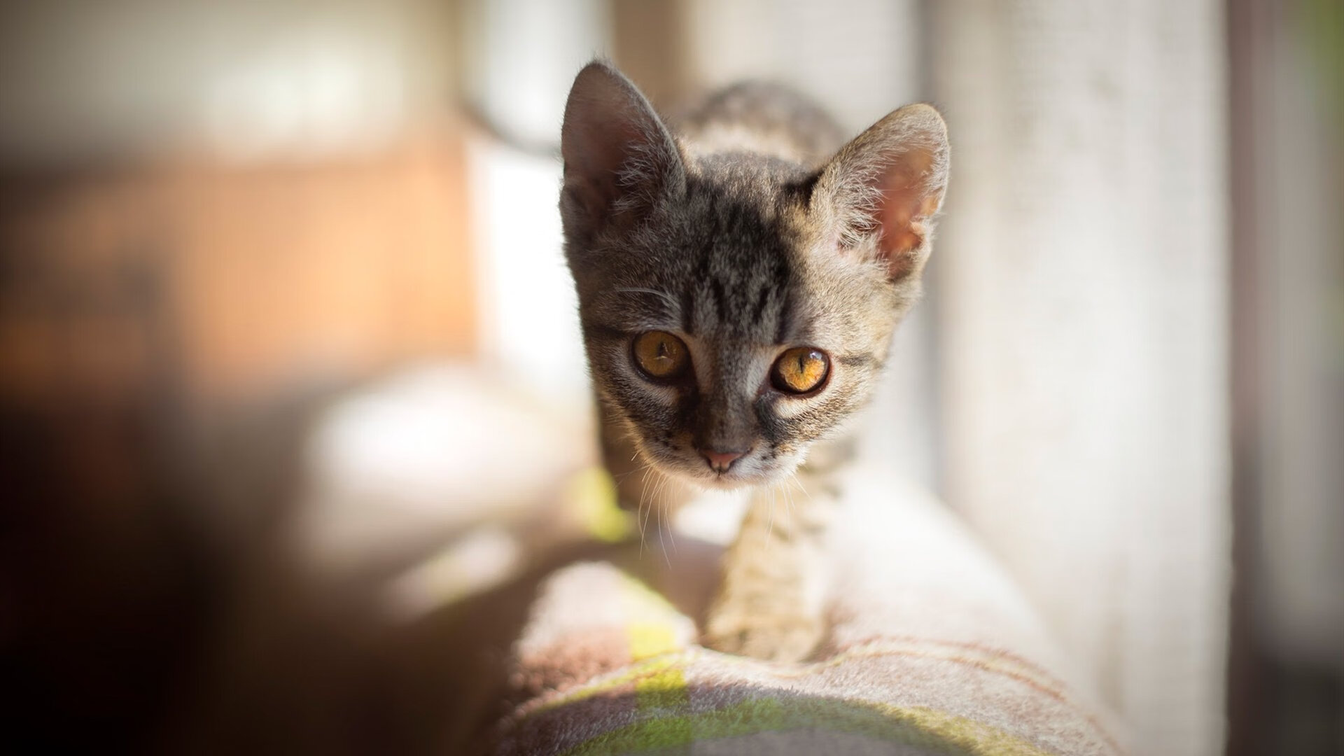 球员们赛后展现职业风范，握手致敬，双方球员握手