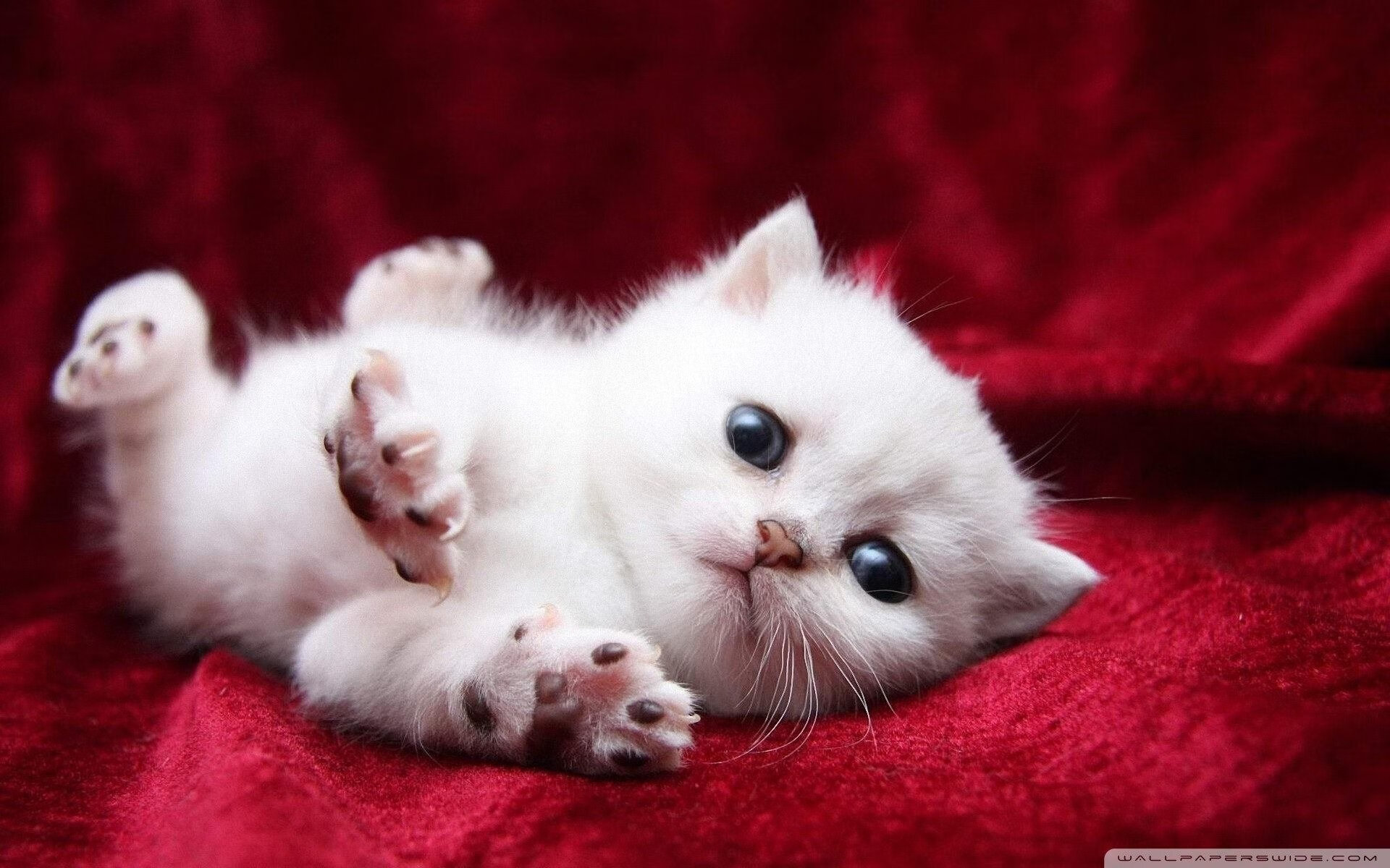 开云体育APP下载-“胡利安·门德斯的多维战术运用，为阿根廷美洲狮队带来更多机会”