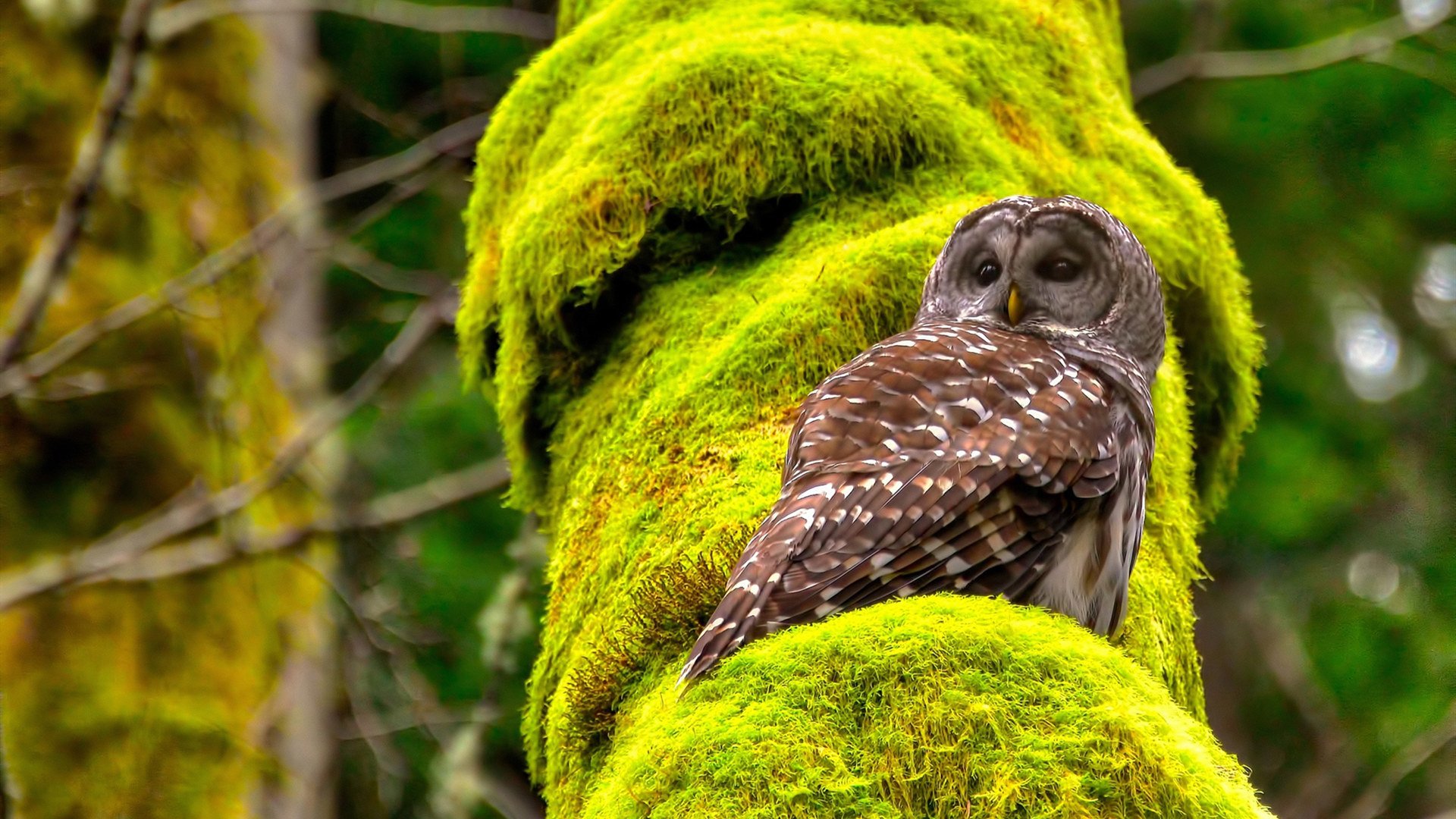 kaiyun官方网站-公牛助教亲自参与战术演练细节十足，公牛的主教练