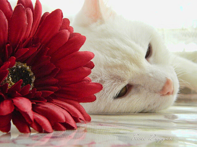 孙颖莎成功卫冕冠军全运会羽毛球，全运会孙颖莎比赛结果