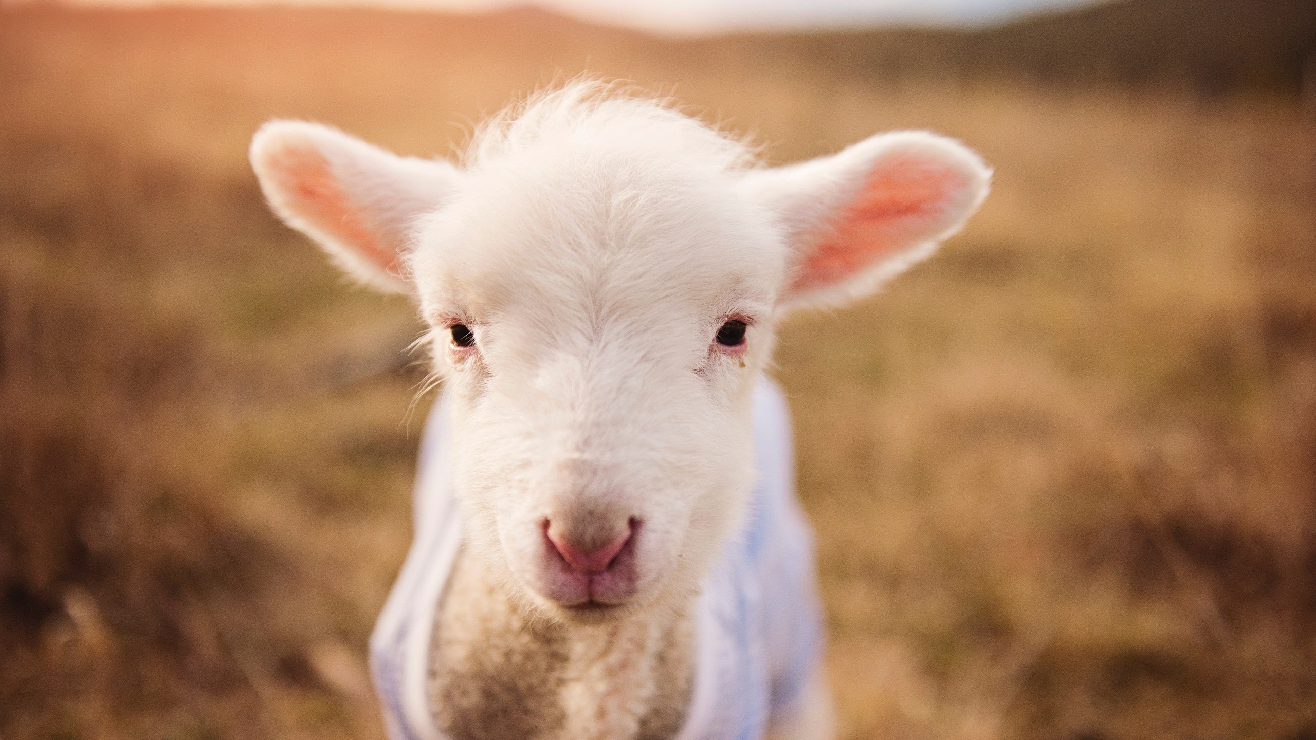女子足球世界杯备战紧张,女子足球世界杯预选赛